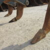 RIPPER PER DOZER LIEBHERR TIL81
